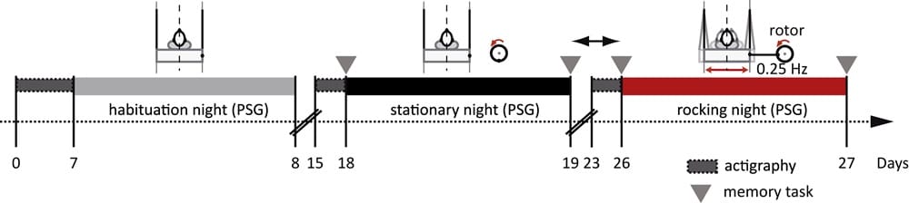 Etude Current biology sur les oscillations